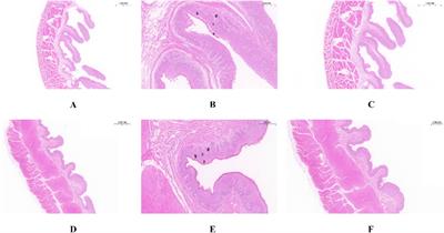 Unique rumen micromorphology and microbiota–metabolite interactions: features and strategies for Tibetan sheep adaptation to the plateau